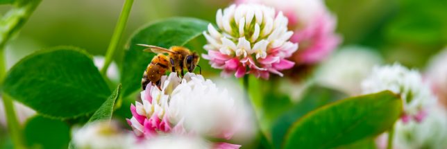 Focus on honey bee on clover